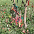Coral Honeysuckle Vine – Lonicera sempervirens Live Plant | 2 Gallon Size | Fragrant Flowering Vine
