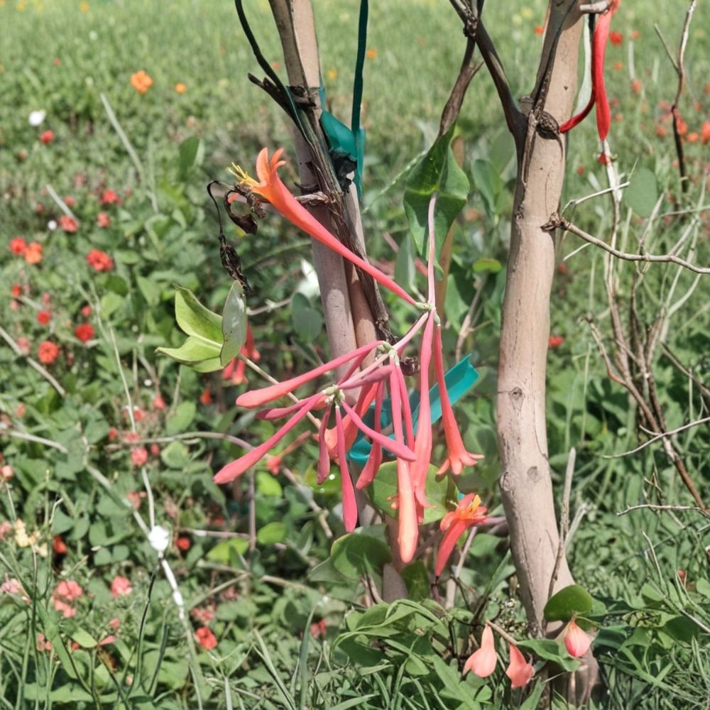 Coral Honeysuckle Vine – Lonicera sempervirens Live Plant | 2 Gallon Size | Fragrant Flowering Vine