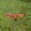 Toona sinensis – Chinese Toon Tree Live Plant | 1 Gallon Potted Edible Leaf Vegetable