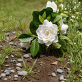 Cape Jasmine Seeds 50 Pack | Gardenia jasminoides Evergreen Shrub | Fragrant White Flowers Indoor & Outdoor