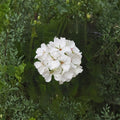 Patriot White Geranium Live Plant - 4" Potted Pelargonium | Easy Care Summer Blooming Flower