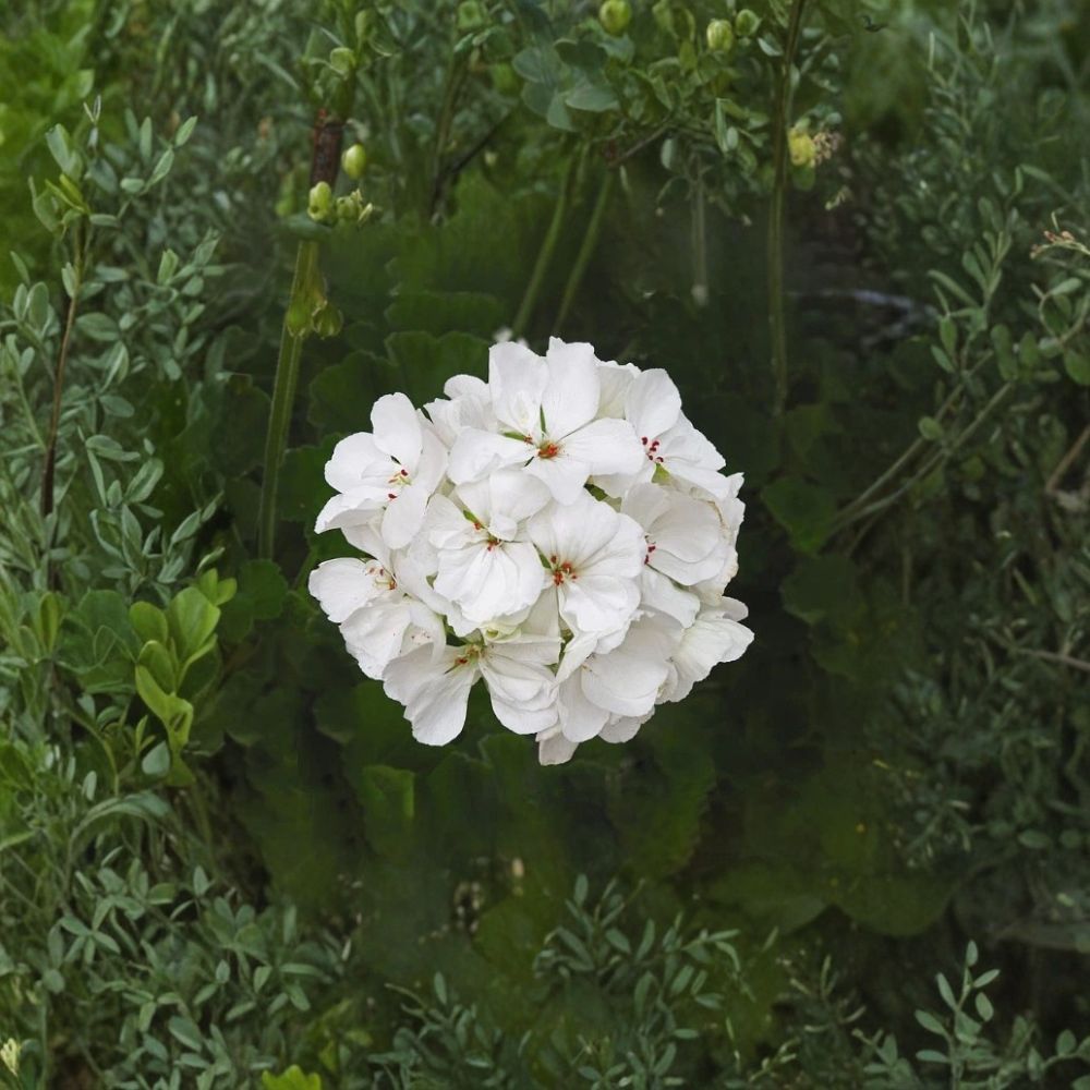 Patriot White Geranium Live Plant - 4" Potted Pelargonium | Easy Care Summer Blooming Flower