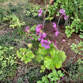 Pelargonium Radens Seeds - 5 Trailing Geranium Seeds for Hanging Baskets & Ground Cover