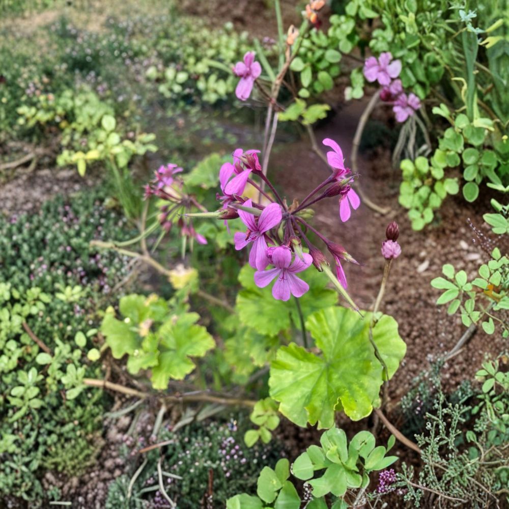 Pelargonium Radens Seeds - 5 Trailing Geranium Seeds for Hanging Baskets & Ground Cover