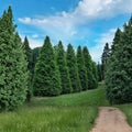 Green Giant Arborvitae Thuja plicata Live Starter Plants 10 Pack 6-12 Inch Bare Root Trees