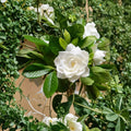 Gardenia Seeds 50 – Gardenia jasminoides Cape Jasmine | Fragrant White Flower Shrub Seeds
