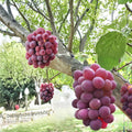Benifuji Grape Vine – Vitis vinifera Bare Root | Sweet Japanese Red Table Grape
