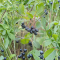 Black Chokeberry Aronia melanocarpa Live Plant | Edible Berry Shrub Zones 3-9
