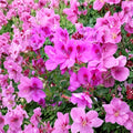 Purple Pink Regal Geranium Cuttings - Pelargonium x domesticum Live Unrooted Plants