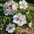 Double Flower White Althea Rose of Sharon – 2 Gallon Live Shrub Plant | Hardy Landscape Shrub