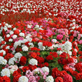 100 Annual Geranium Flower Seeds – Pelargonium Zonale Mix | Scarlet White Violet Rose | Non-GMO