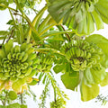 Double Mahoi Dwarf Banana Plants – 3 Bare Root Starter Plugs | Sweet Dessert Bananas | Container Friendly Tropical Fruit