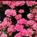 Patriot Tickled Pink Geranium Seeds – 25+ Premium Bright Pink Flower Seeds for Patio & Containers