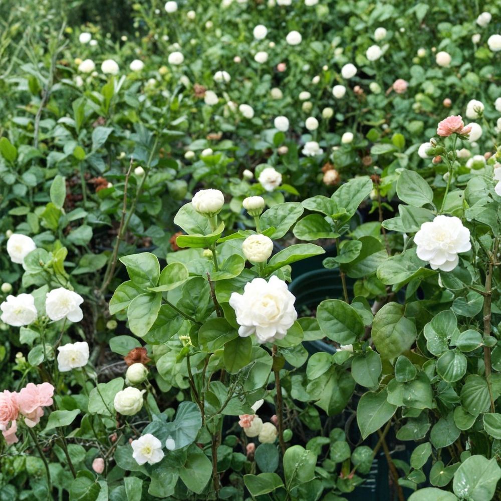 Grand Duke of Tuscany Jasmine Plant – Jasminum sambac Live Starter with Double Bloom