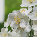 Sweet Mock Orange Philadelphus spp. Live Starter Plant | 9 Inches Tall Fragrant Shrub