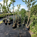 Red Sunset Maple Tree - Live Shade Tree 4-6 Feet Tall with Brilliant Red Fall Color