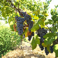 Steuben Grape Vine – Cold Hardy Japanese Tsuruta Steuben Seeded Grape Plant