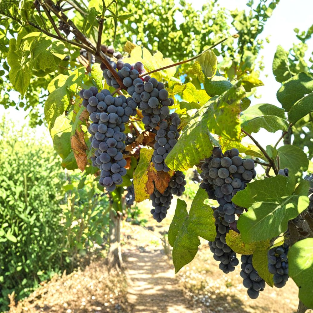 Steuben Grape Vine – Cold Hardy Japanese Tsuruta Steuben Seeded Grape Plant