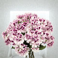 White Purple Geranium Seeds – 10 Premium Bi-Color Flower Seeds for Patio & Containers