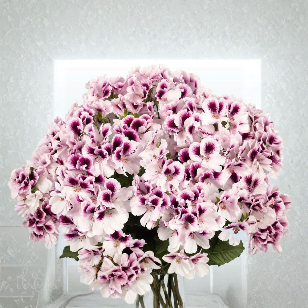 White Purple Geranium Seeds – 10 Premium Bi-Color Flower Seeds for Patio & Containers