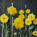 Gold Glow Rose – Live Hybrid Tea Rose Plant | 5 Gallon | Fragrant Yellow Blooms