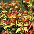 Asiatic Jasmine ‘Ogon Nishiki’ – Variegated Evergreen Climbing Vine & Groundcover Plant