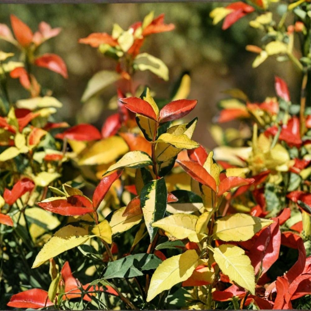 Asiatic Jasmine ‘Ogon Nishiki’ – Variegated Evergreen Climbing Vine & Groundcover Plant