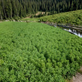 Parrot's Feather Pond Plant – Myriophyllum aquaticum Live Aquatic Plant | 1 Bunch Surface Pond Plant