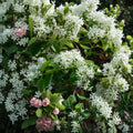 White Fringe Tree – Chionanthus virginicus Live Plant | 6–12 Inch in 4" Pot | Native Ornamental Tree