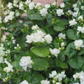 Arabian Jasmine Seeds 10 Pack – Jasminum sambac Pure White Fragrant Flowers