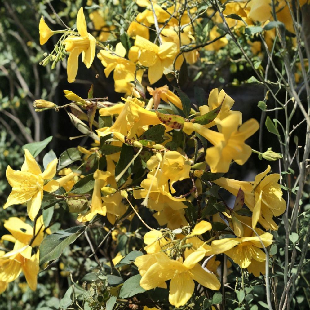 Carolina Jasmine Plant Set of 7 – Gelsemium sempervirens Live Starter Vines, 8–10 Inch Bare Root, Yellow Flower Climbing Vine