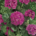 Maverick Pink Geranium Seeds – 100 Pelargonium Seeds for Bright Pink Garden Flowers