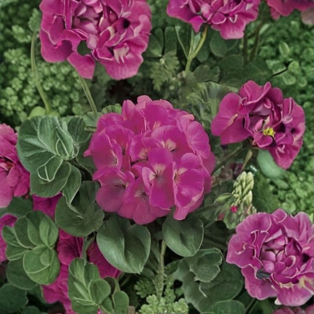 Maverick Pink Geranium Seeds – 100 Pelargonium Seeds for Bright Pink Garden Flowers