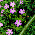 Wild Geranium Root Divisions – 5 Live Hardy Perennial Plants with Purple Blooms