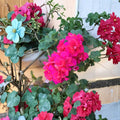 Salmon Pink Double Ivy Geranium Cuttings – Pelargonium peltatum Live Unrooted Plants