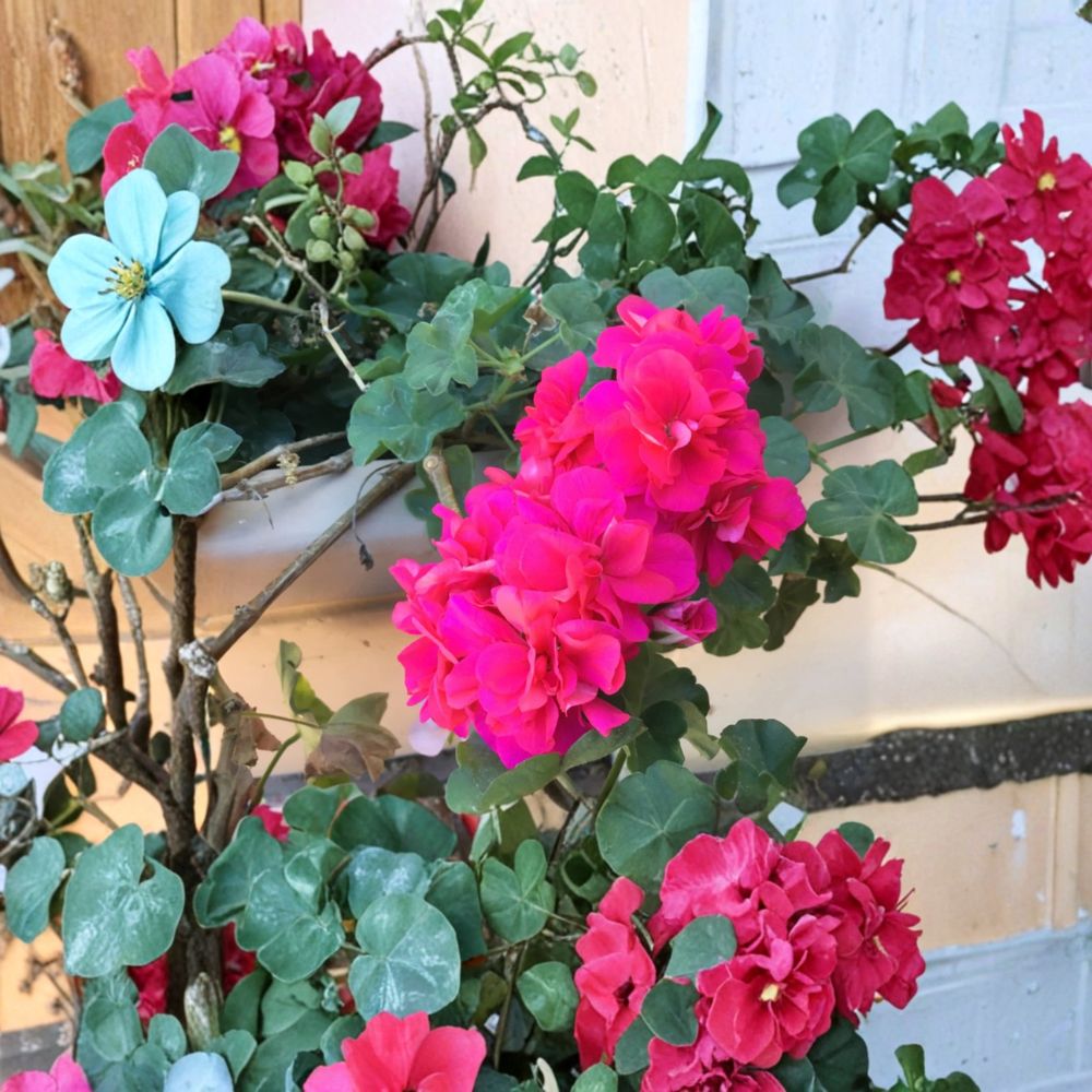 Salmon Pink Double Ivy Geranium Cuttings – Pelargonium peltatum Live Unrooted Plants