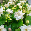 Jasmine Plant Live – Jasminum sambac 10 Inch Tall in 3.5 Inch Pot | Fragrant Arabian Jasmine Houseplant