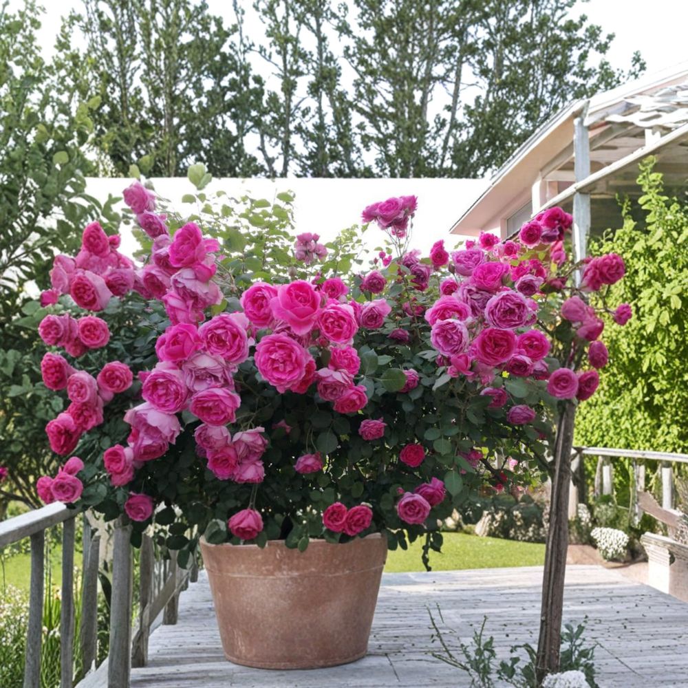 Parade Climbing Rose Live Plant | Large Pink Double Blooms | Hardy Repeat Flowering Climber