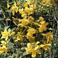 Carolina Jasmine Plant Set of 7 – Gelsemium sempervirens Live Starter Vines, 8–10 Inch Bare Root, Yellow Flower Climbing Vine