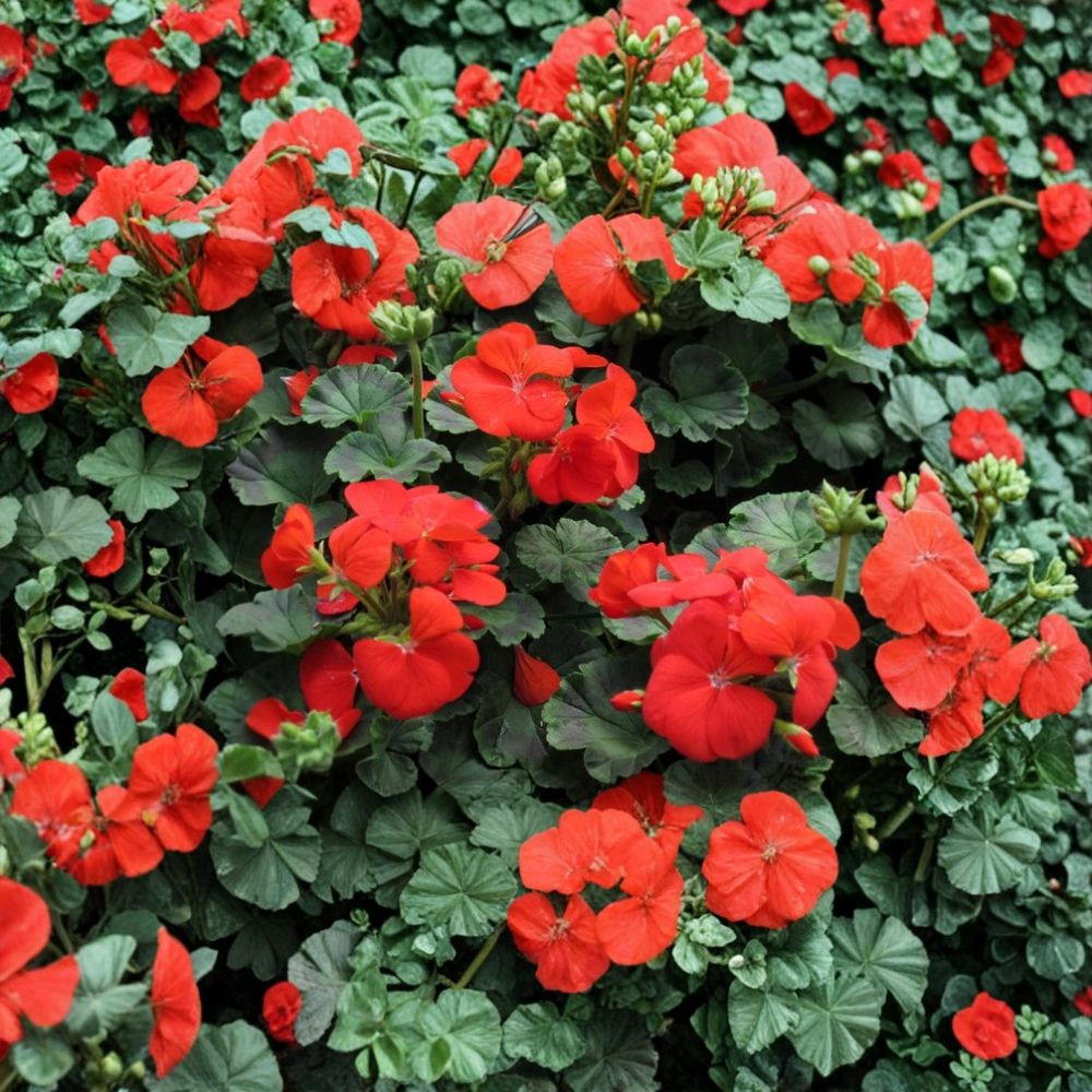 Pinto Deep Red Geranium Seeds - 15 Pelargonium Seeds with Large Red Blooms for Garden & Containers