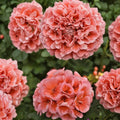 Presto Light Salmon Geranium Seeds – 25+ Premium Pelargonium Flower Seeds for Patio & Balcony