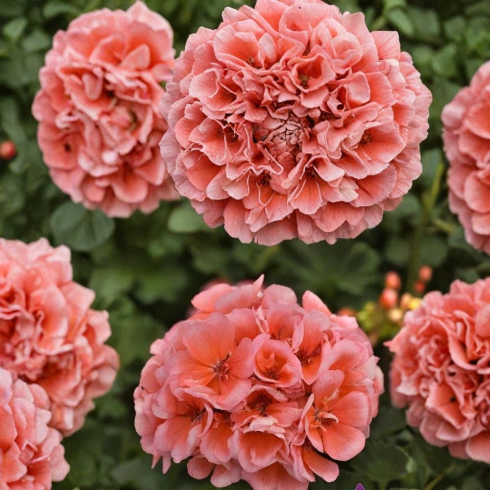 Presto Light Salmon Geranium Seeds – 25+ Premium Pelargonium Flower Seeds for Patio & Balcony