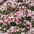 Pink Mountain Laurel Live Plant – Kalmia latifolia Bare Root Shrub, Flowering Evergreen for Shade Gardens