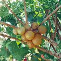 Bronze Carlos Muscadine Grape Vine – Self-Fertile Live Fruit Vine 4–6 Feet Tall