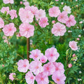 Striatum Geranium Seeds – 25+ Hardy Flower Seeds for Patio & Container Gardening
