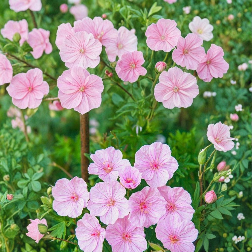 Striatum Geranium Seeds – 25+ Hardy Flower Seeds for Patio & Container Gardening