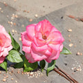 Nichole Everblooming Floribunda Rose – Live 3 Gallon Rose Bush with White Pink Blooms