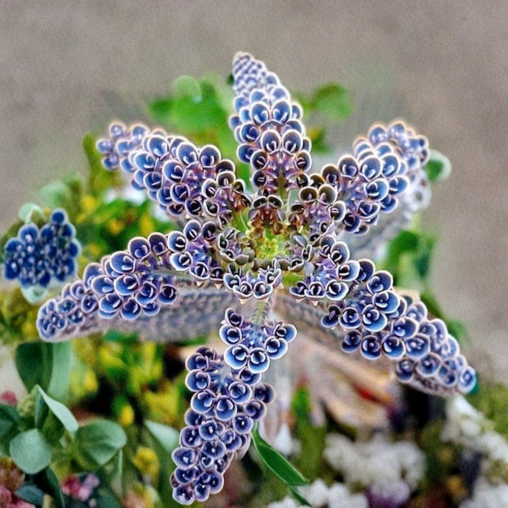 Mother of Millions Live Plant – Kalanchoe delagoensis Succulent in 2 Inch Pot