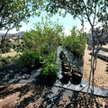 Calloway Fruiting Crabapple Tree – Live Ornamental Fruit Tree 4–6 Feet Tall