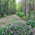 Wageningen Geranium Seeds - 25+ Premium Flower Seeds for Hardy Garden Blooms